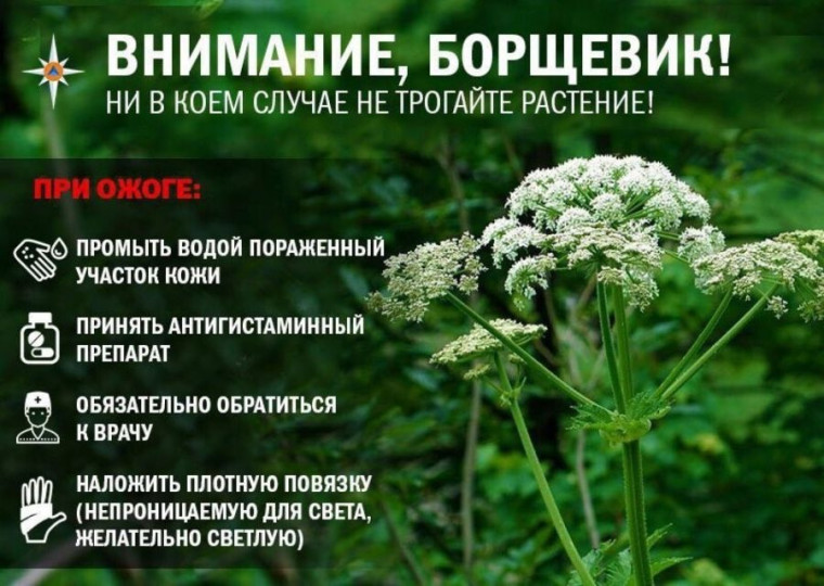 БОРЩЕВИК АТАКУЕТ!. БОРЩЕВИК АТАКУЕТ!.